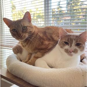 Meet your Posher, Candelaria